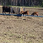 Landliebe *